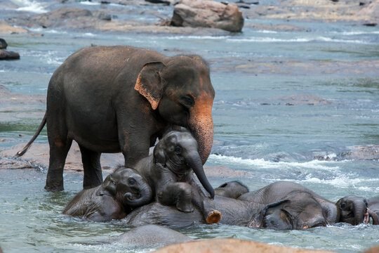 Pinnawala Elephant Orphanage