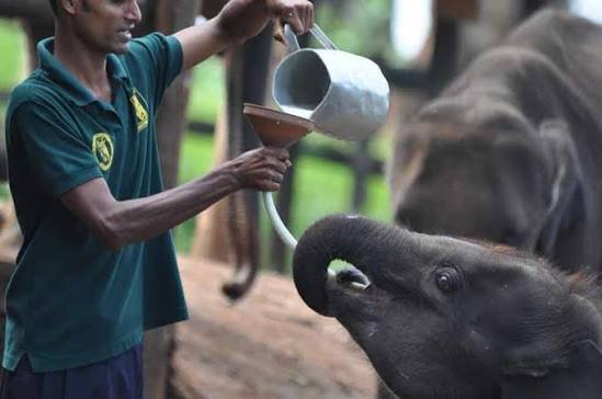Elephant Transit Home