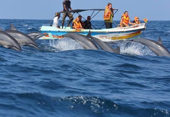 Whale Watching Trincomalee