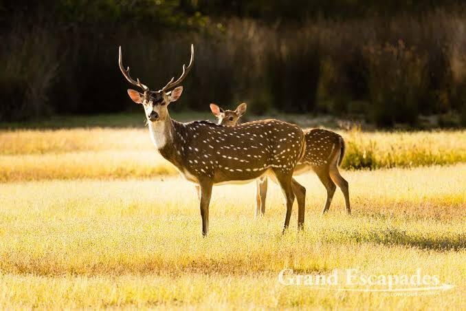 deers