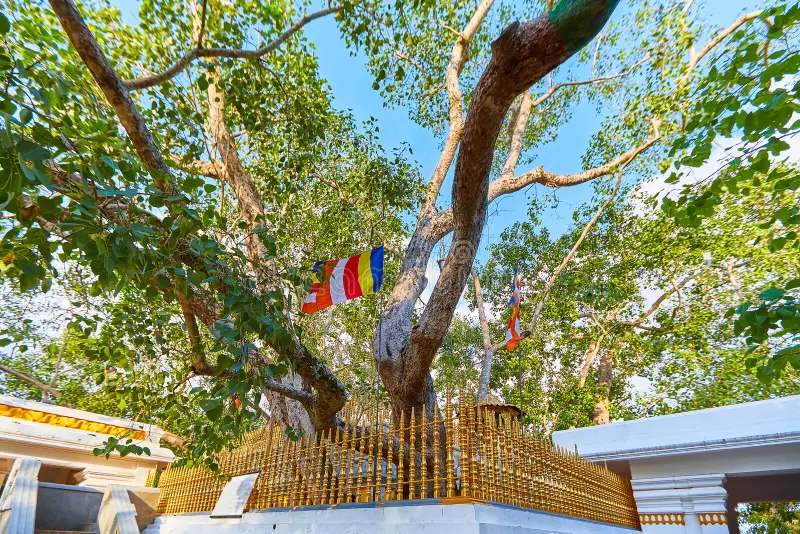 Jaya Sri Maha Bodhi