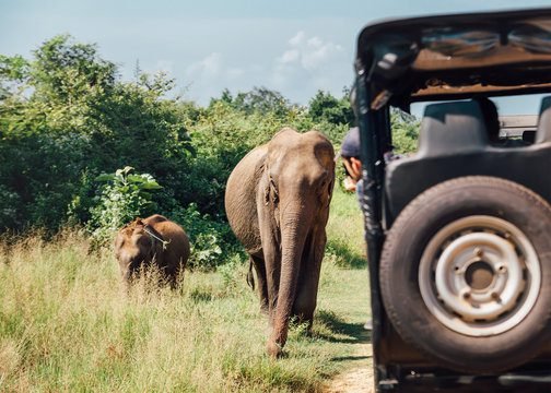 Udawalawe Jeep Safari