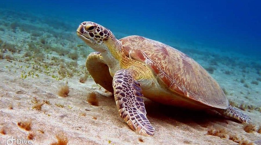 Kosgoda Turtle Hatchery