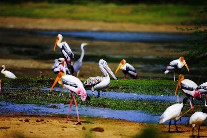 Kumana National Park