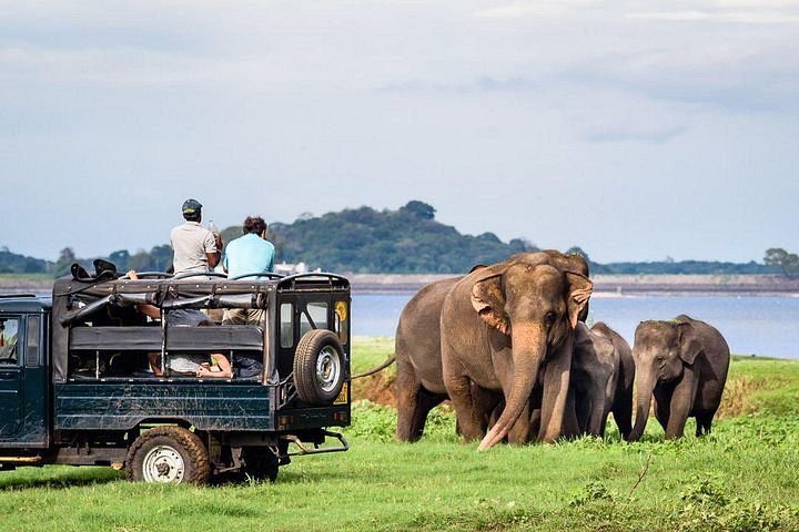 Habarana Safari