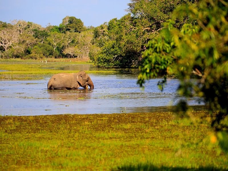 Wilpattu Jeep Safari