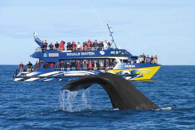 Whale Watching Mirissa