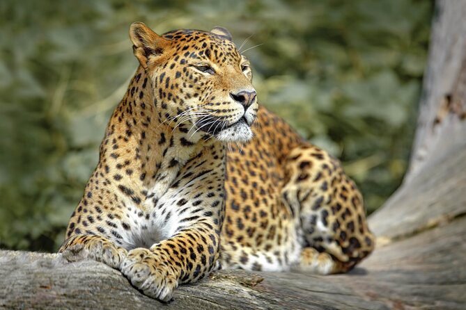 Sri Lankan Leopard
