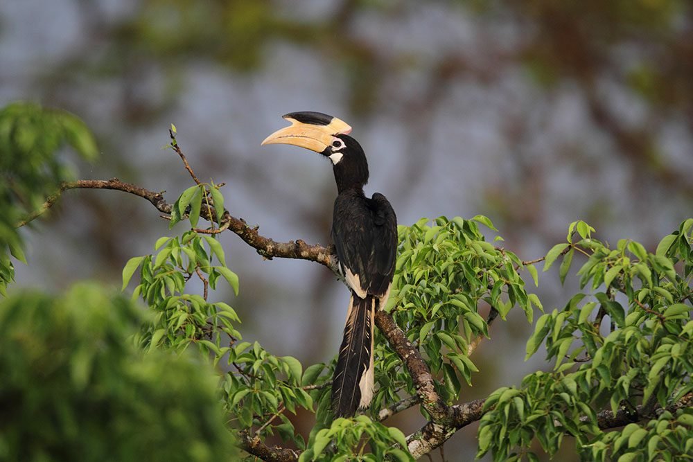 Bird Watching in Wilpattu