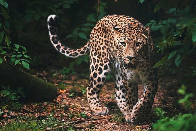 Wilpattu National Park Safari