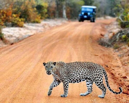 Wilpattu Leopards