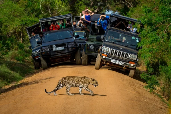 Wild Safari