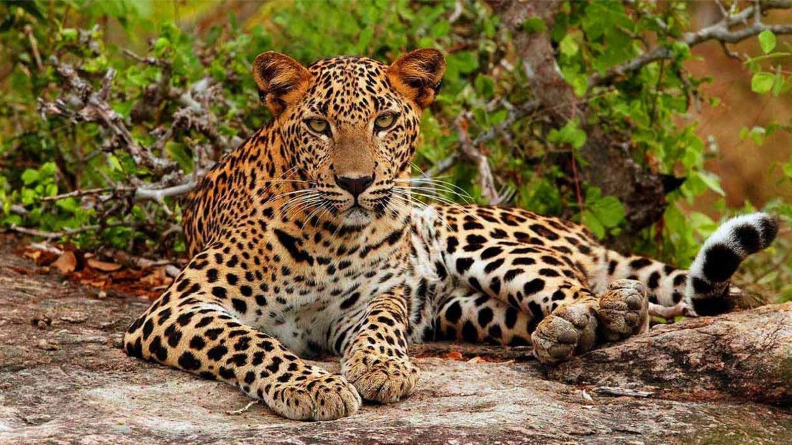 Yala leopard